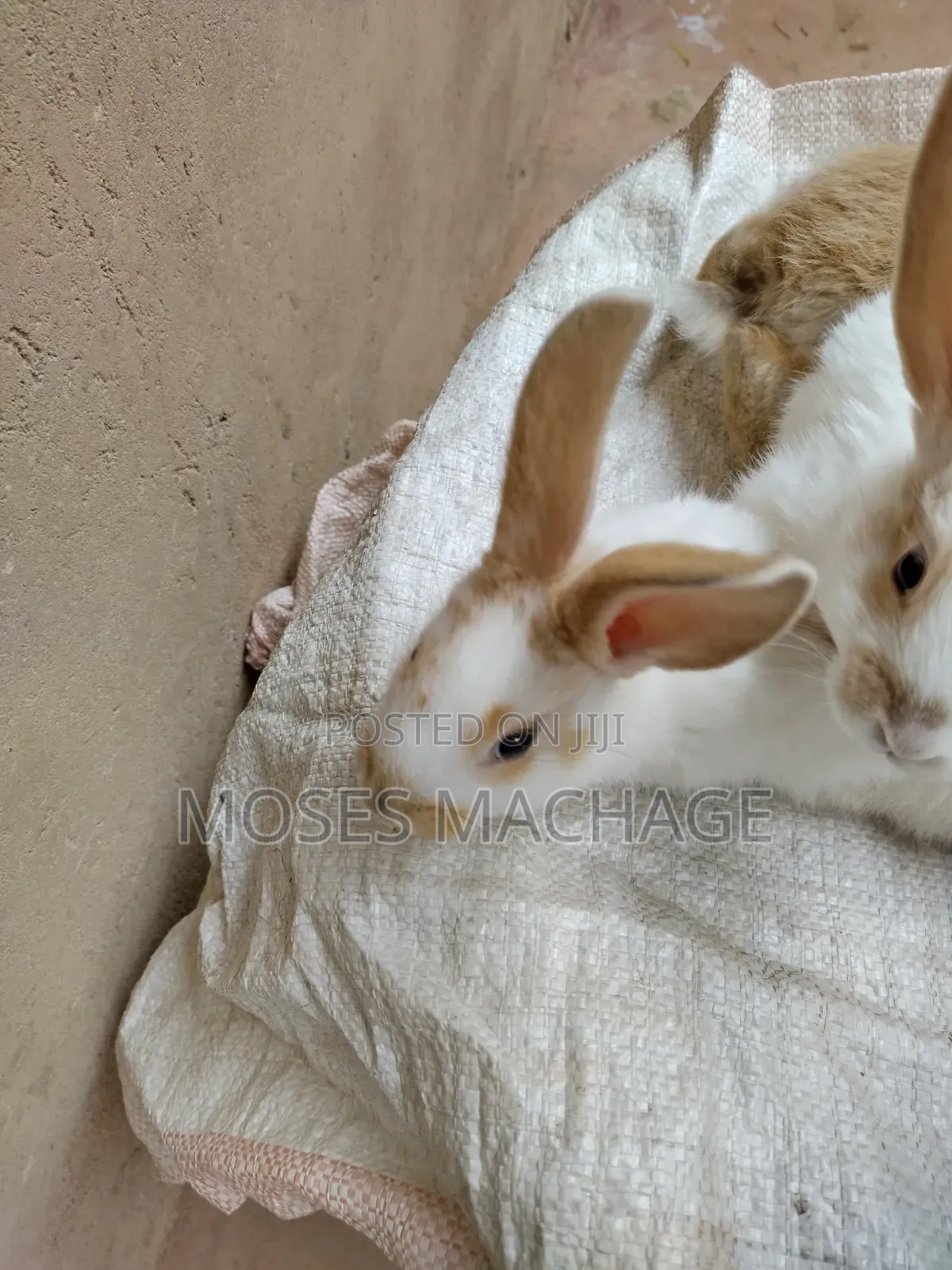 Healthy Hybrid Rabbits From 2-3months