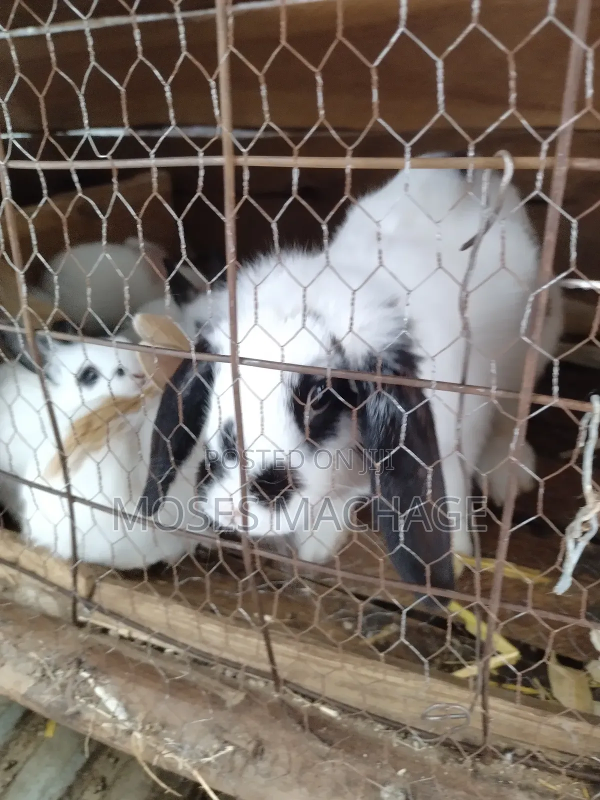 Healthy Hybrid Rabbits From 2-3months