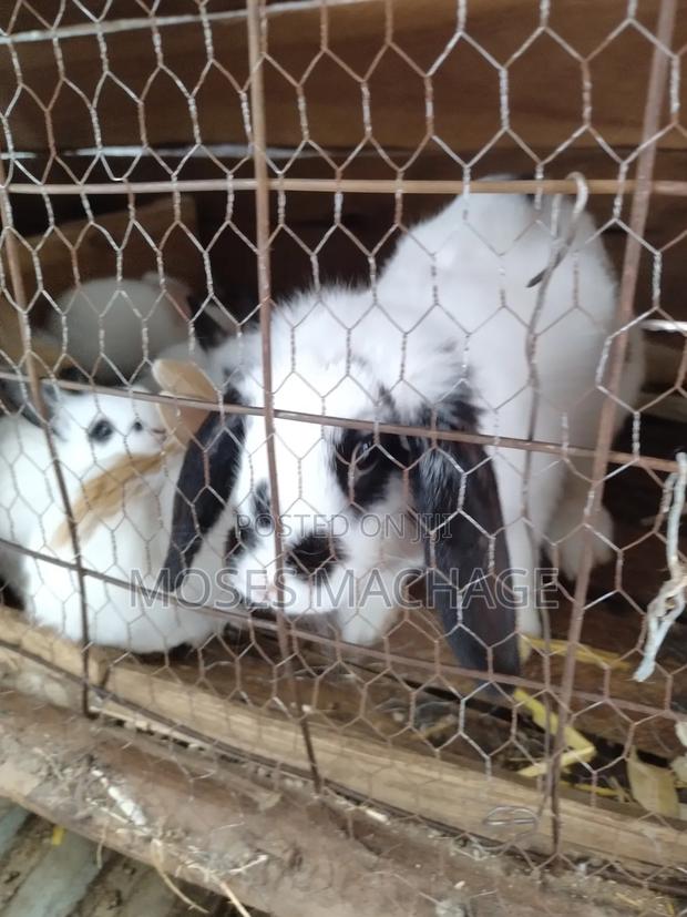 Healthy Hybrid Rabbits From 2-3months - thumbnail 6