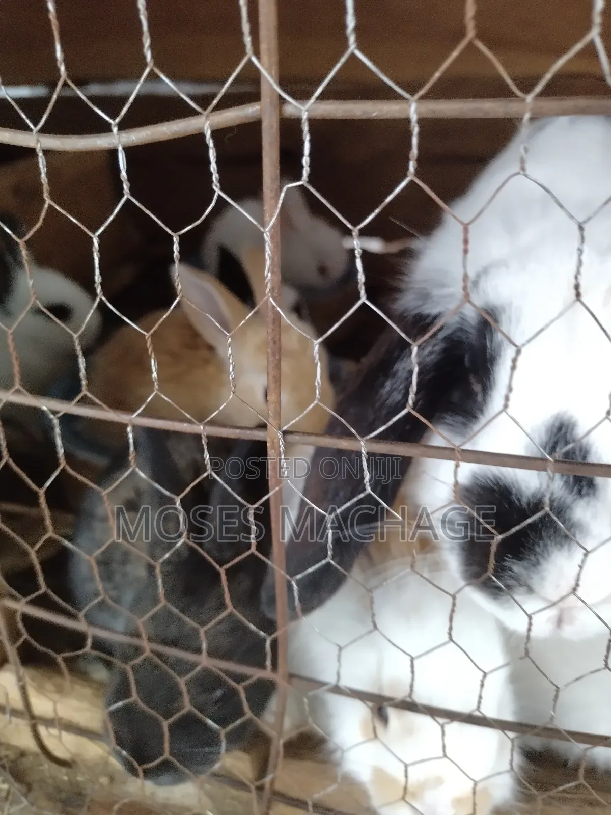 Healthy Hybrid Rabbits From 2-3months