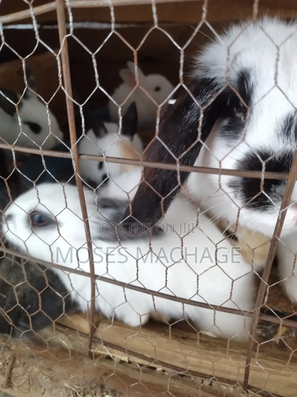 Healthy Hybrid Rabbits From 2-3months