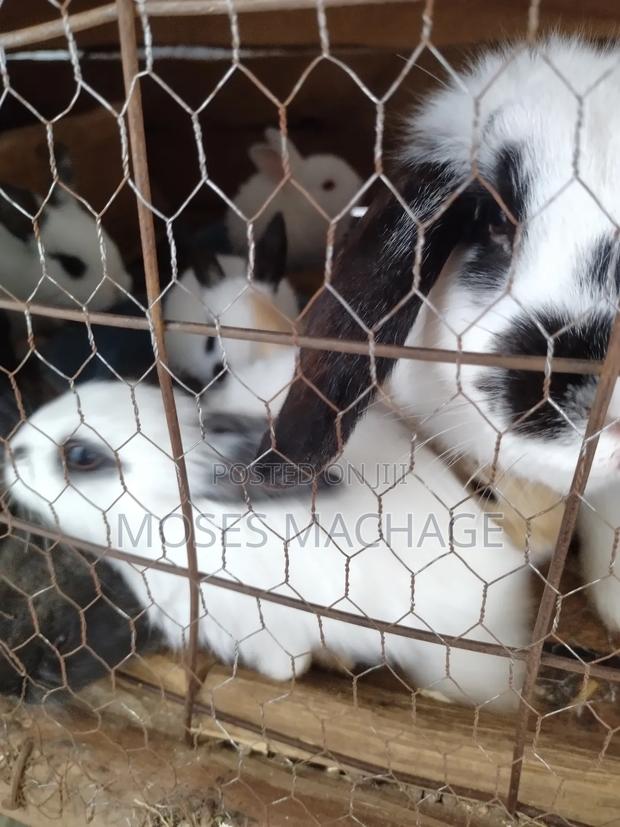 Healthy Hybrid Rabbits From 2-3months - thumbnail 8