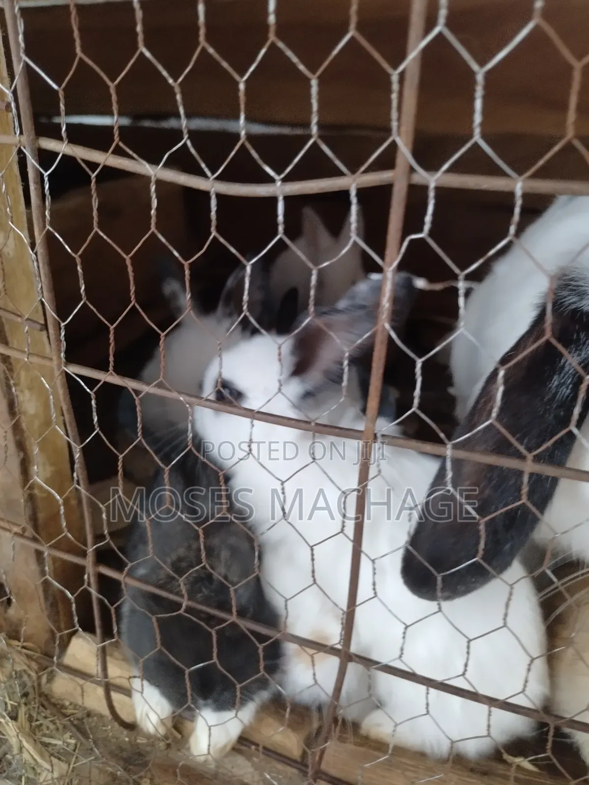 Healthy Hybrid Rabbits From 2-3months