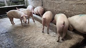 Served and Unserved Maxgro Duroc Gilts.