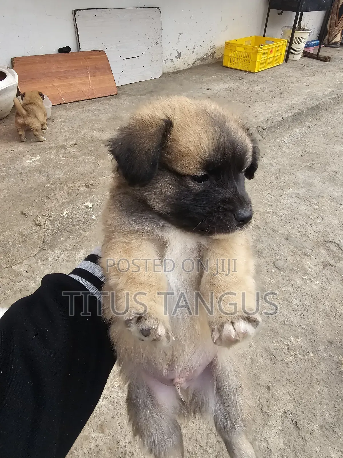 1-3 months Male Mixed Breed Chihuahua