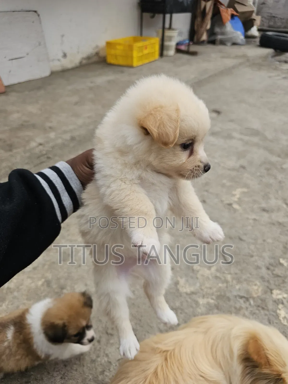 1-3 months Male Mixed Breed Chihuahua