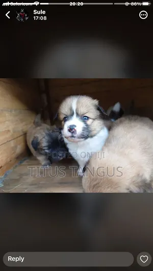 1-3 months Male Mixed Breed Chihuahua