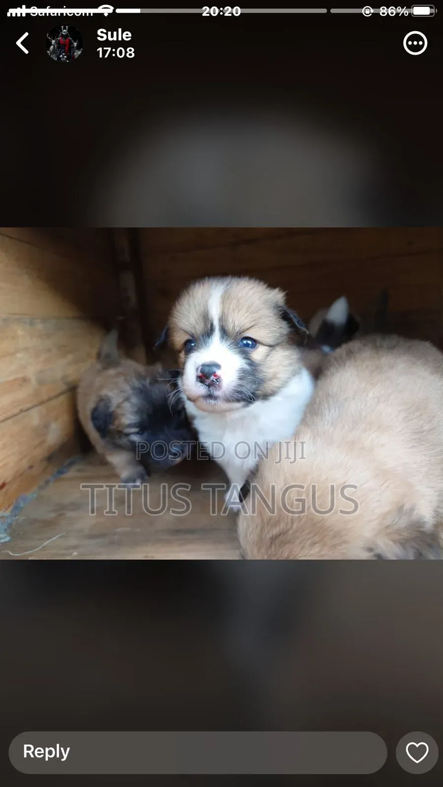 1-3 months Male Mixed Breed Chihuahua