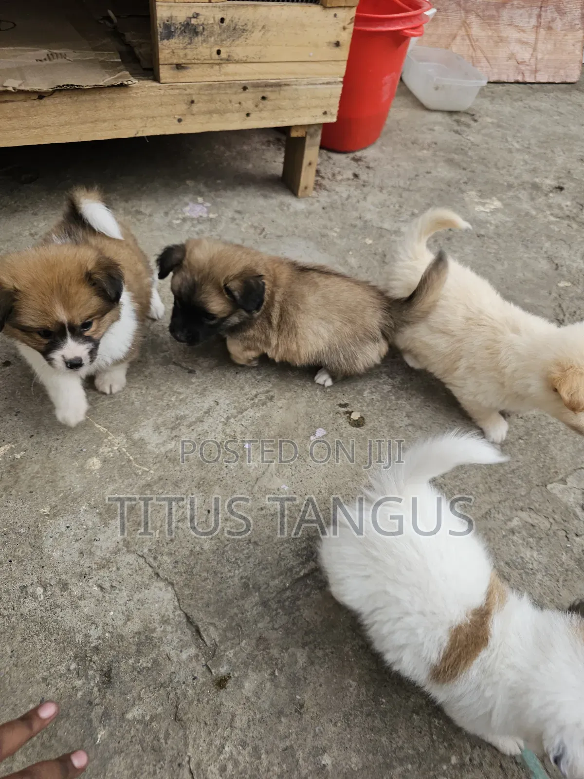 1-3 months Male Mixed Breed Chihuahua