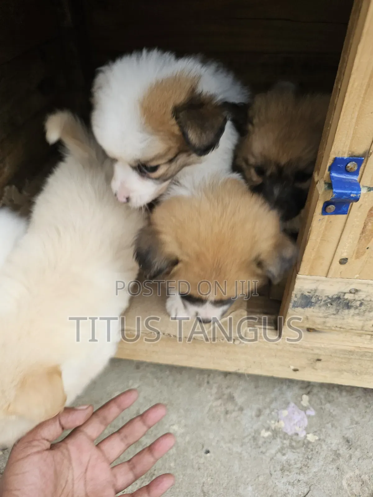 1-3 months Male Mixed Breed Chihuahua