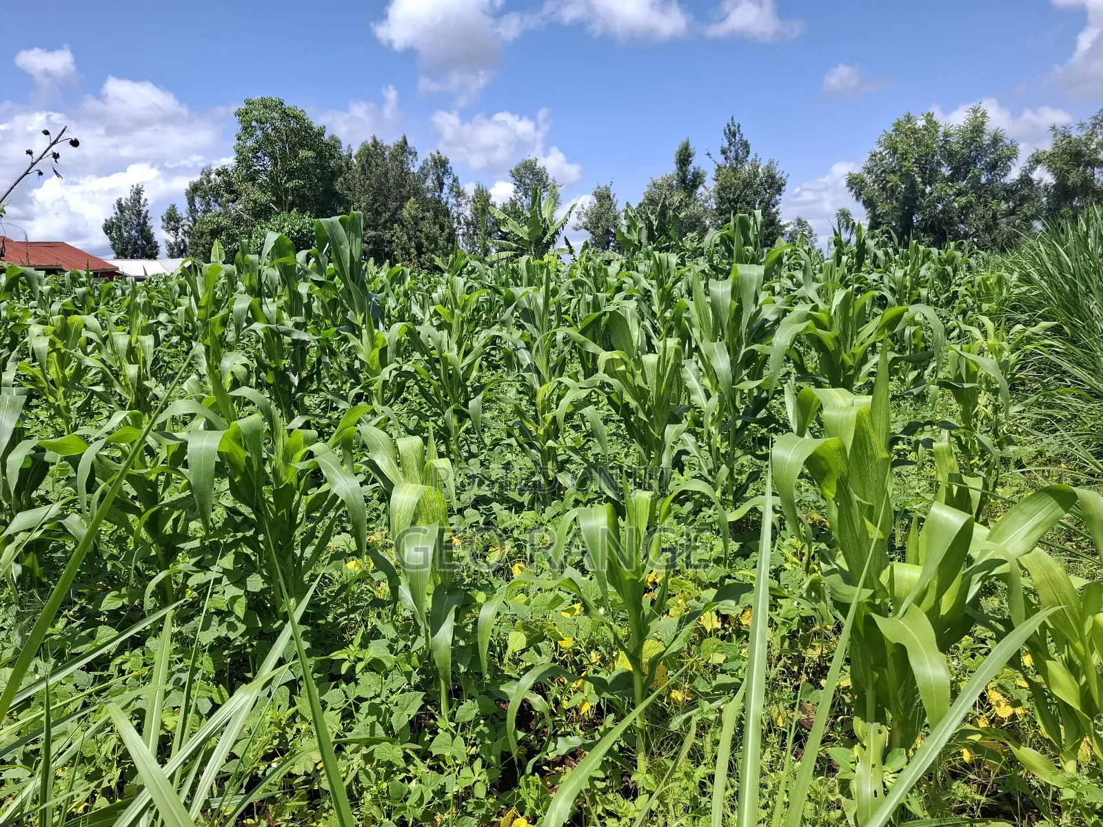 1 1⁄2 Acres