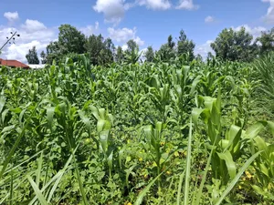 1 1⁄2 Acres