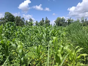1 1⁄2 Acres