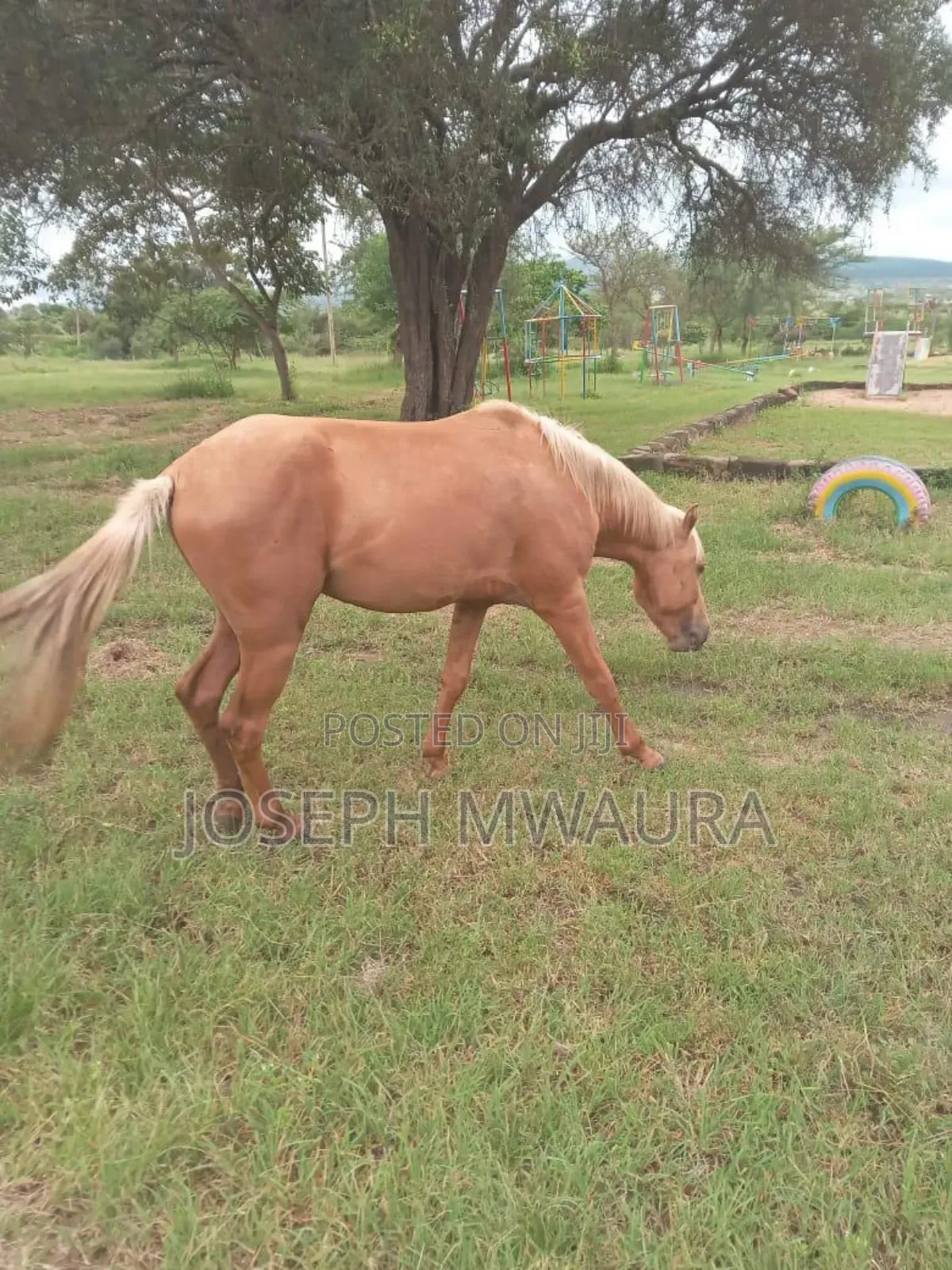 Horses And Ponies For Sale And Riding Lessons