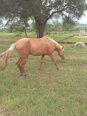 Horses And Ponies For Sale And Riding Lessons