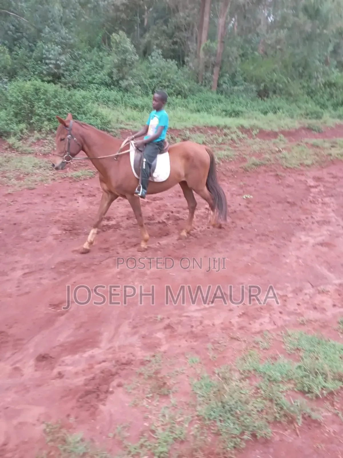 Horses And Ponies For Sale And Riding Lessons