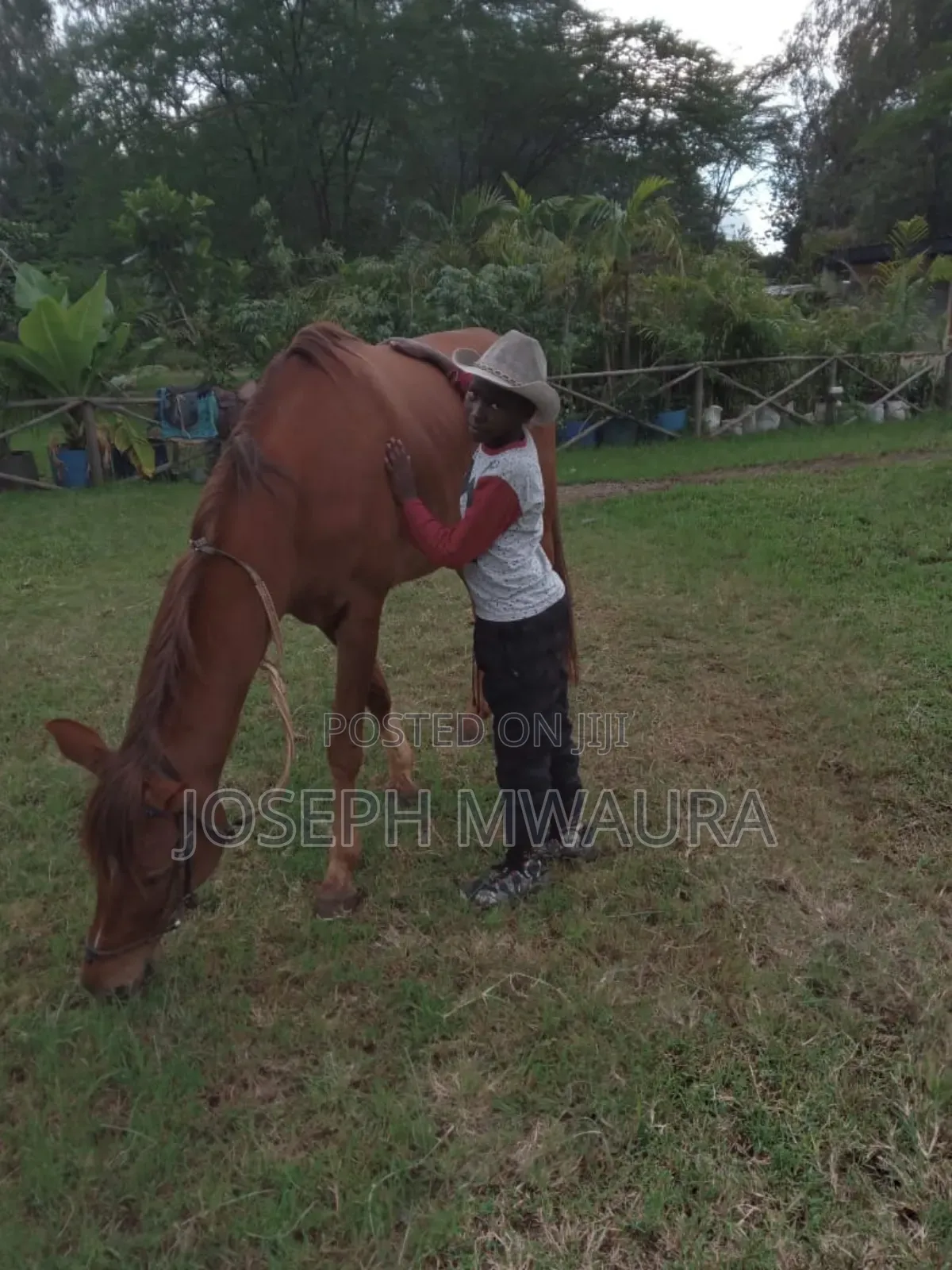Horses And Ponies For Sale And Riding Lessons