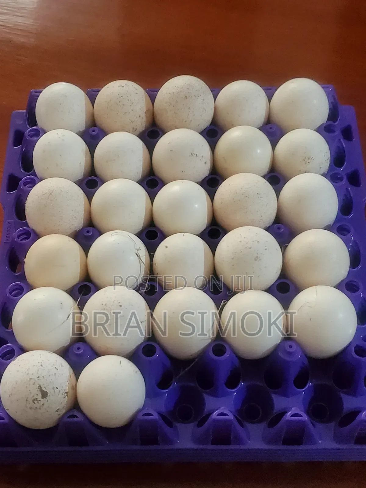 Fertilized Turkey Eggs