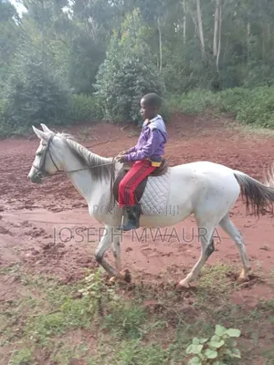 Horse Riding