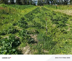 Prime 5 Acres Land Along the Ndunyu Njeru Road, Kinangop. Has Water.