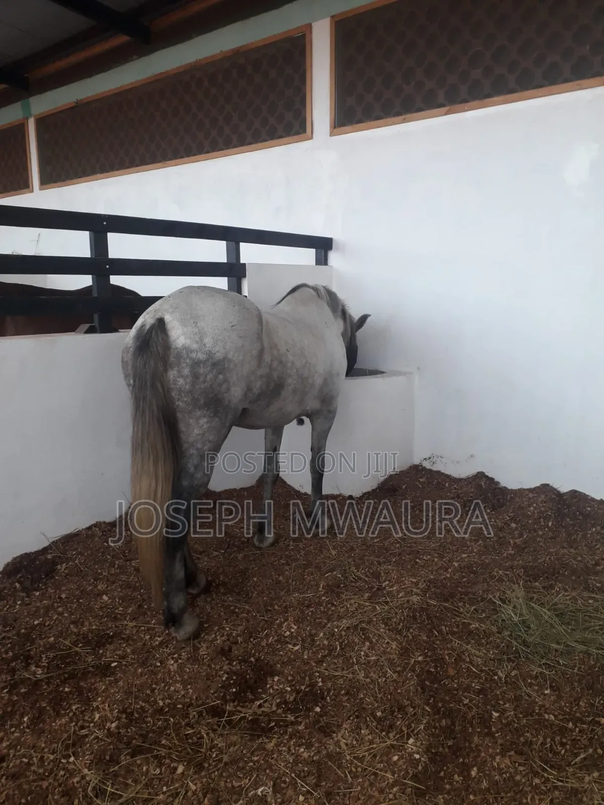 Horses And Ponies For Sale And Riding Lessons