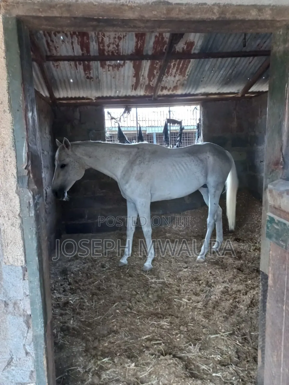 Horses And Ponies For Sale And Riding Lessons