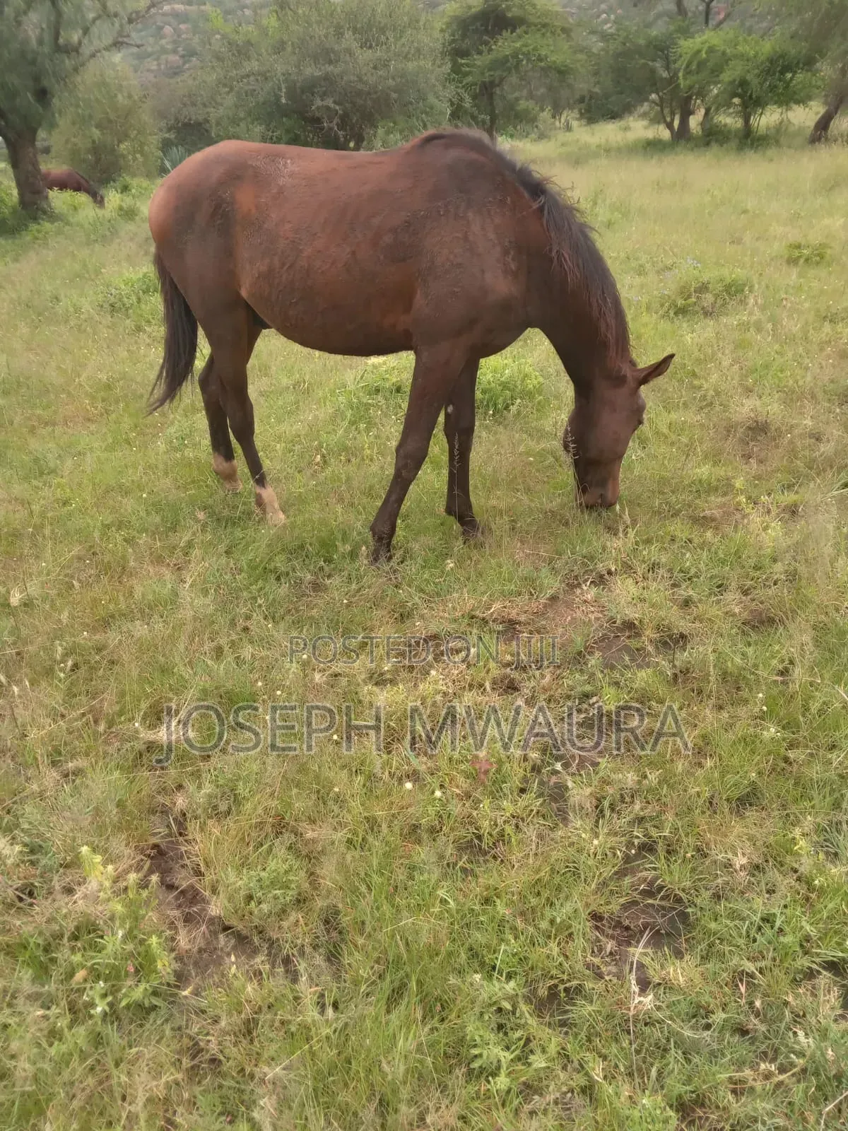 Horses And Ponies For Sale And Riding Lessons