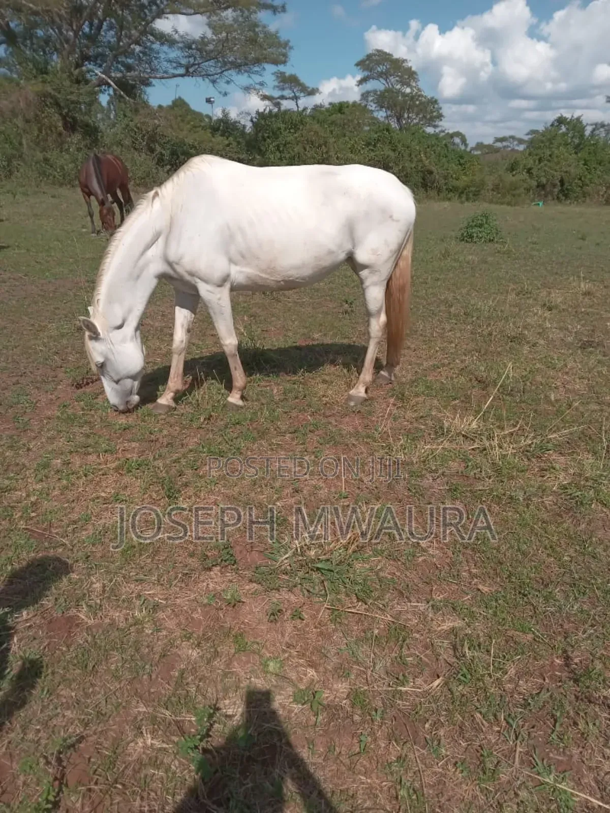Horses And Ponies For Sale And Riding Lessons