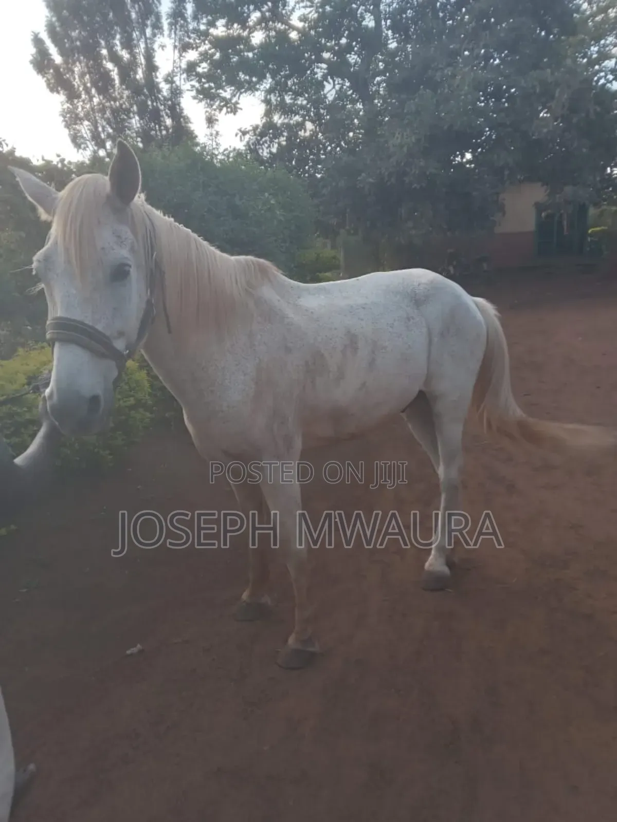 Horses And Ponies For Sale And Riding Lessons