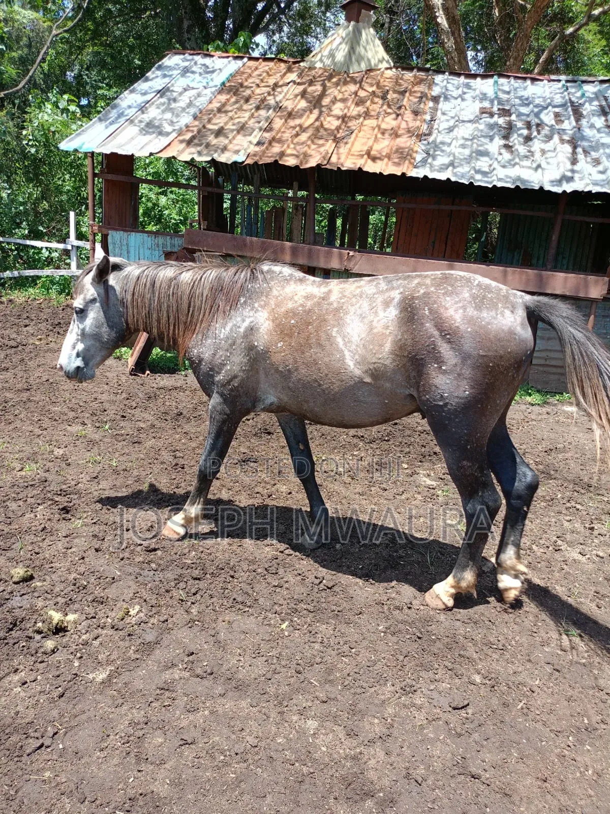 Horses And Ponies For Sale And Riding Lessons