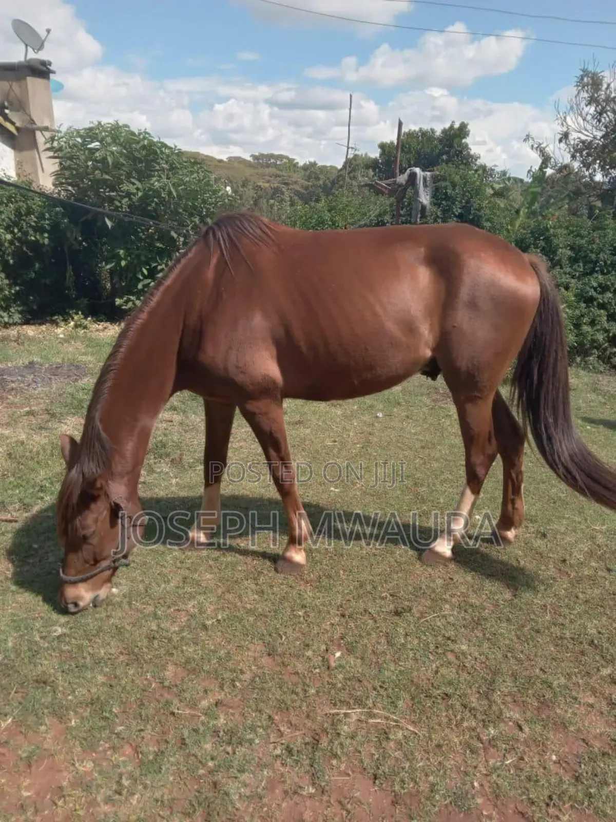 Horses And Ponies For Sale And Riding Lessons
