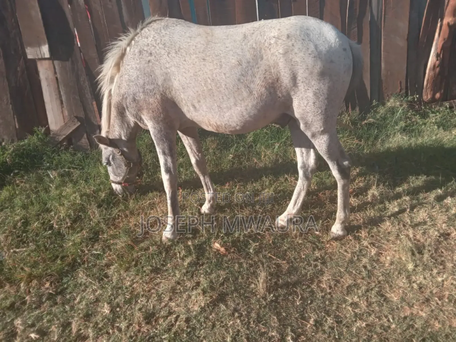 Horses And Ponies For Sale And Riding Lessons