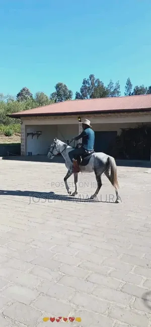 Horse Riding