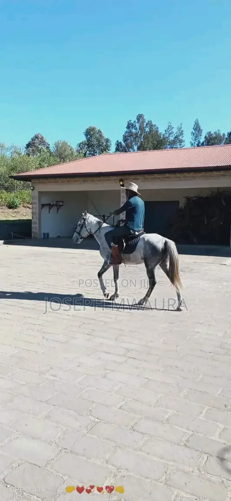 Horse Riding
