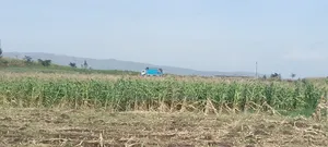 50×100 Plots for Sale