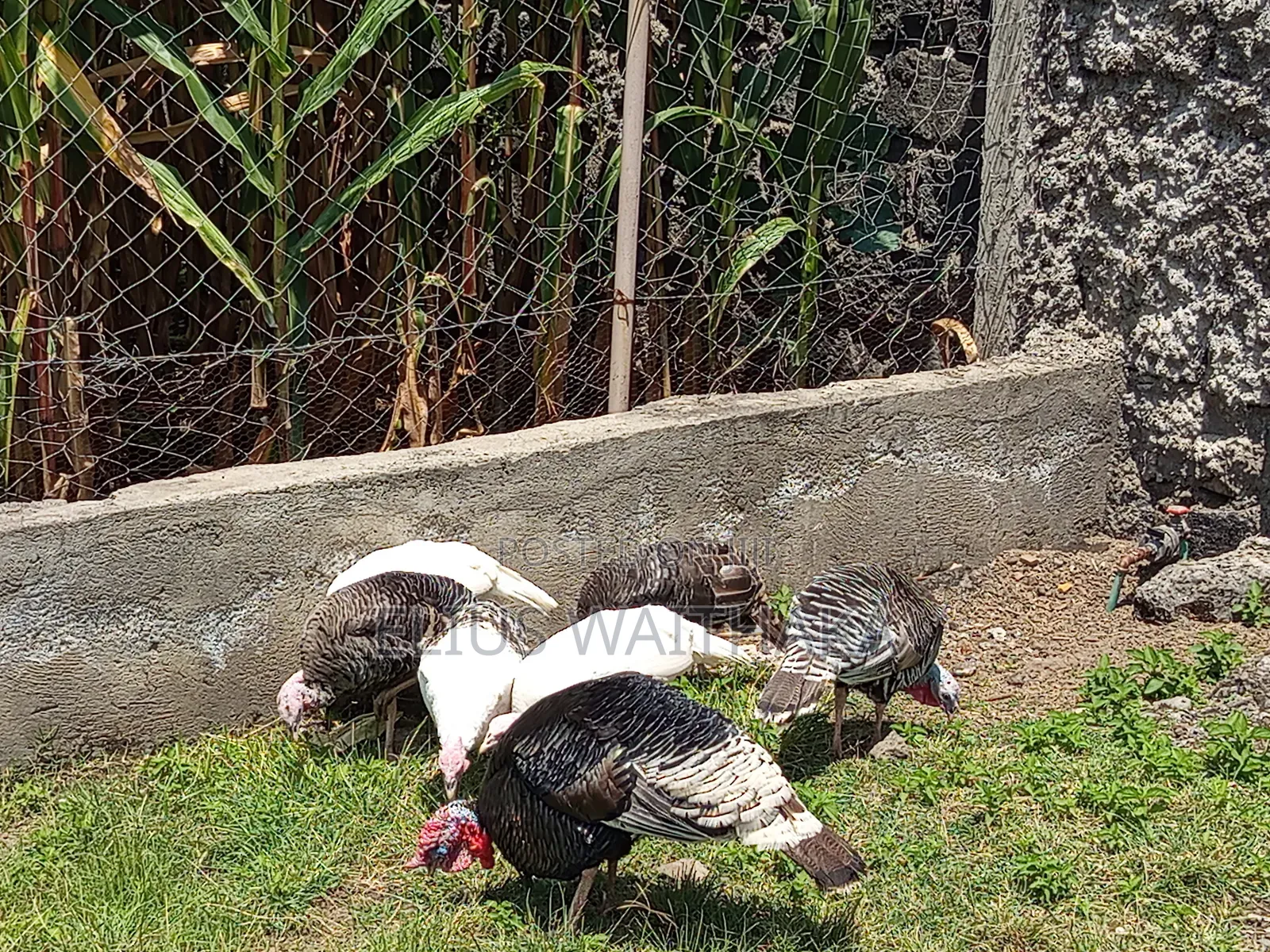 Turkey 6 Months Old