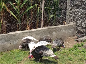 Turkey 6 Months Old
