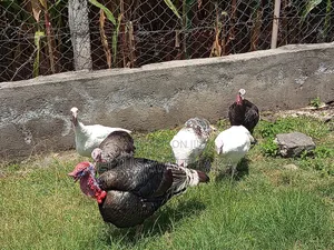 Turkey 6 Months Old