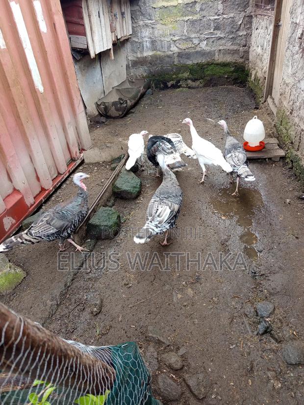 Turkey 6 Months Old - thumbnail 5