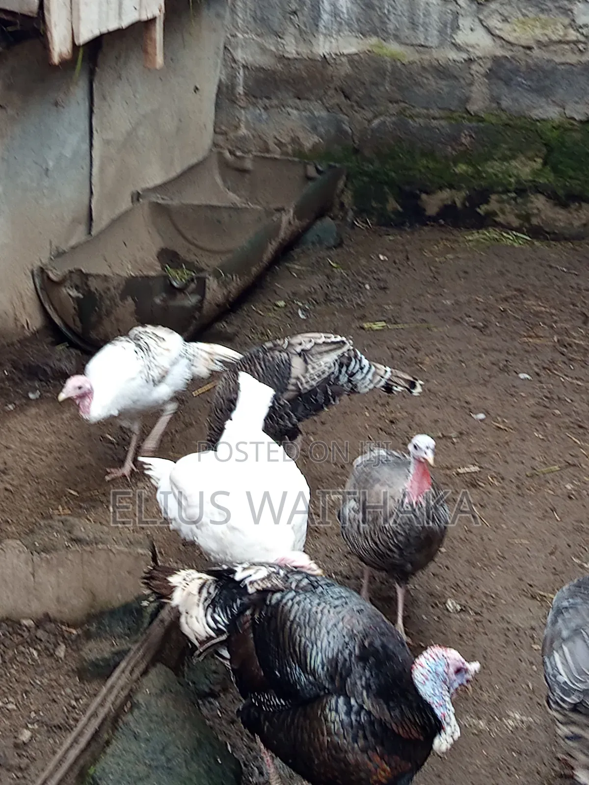 Turkey 6 Months Old