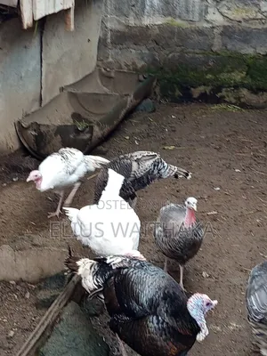 Turkey 6 Months Old