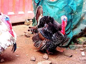 Turkey 6 Months Old