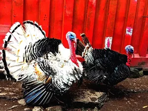 Turkey Mature, Breeding and Laying for Rehoming