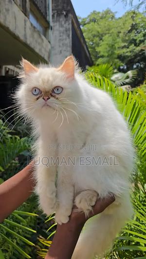 1-3 months Female Purebred Persian - thumbnail 2