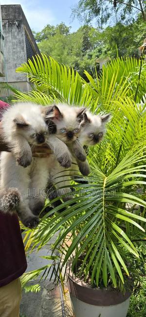 1-3 months Male Purebred Ragdoll - thumbnail 2