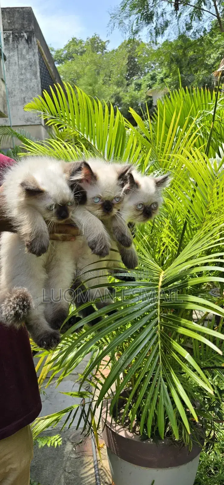 1-3 months Male Purebred Ragdoll