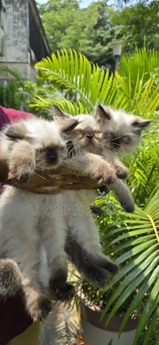1-3 months Male Purebred Ragdoll - thumbnail 3