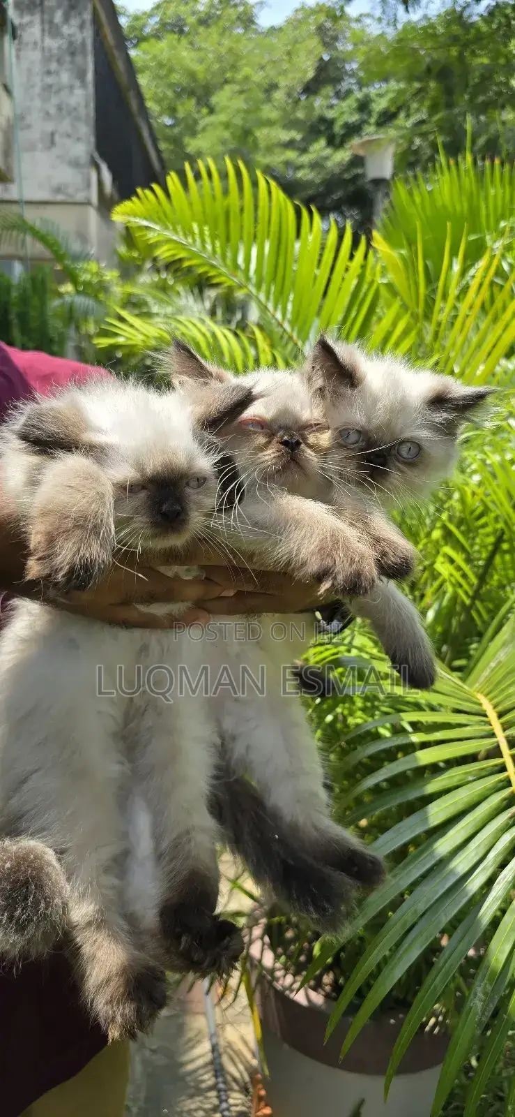 1-3 months Male Purebred Ragdoll