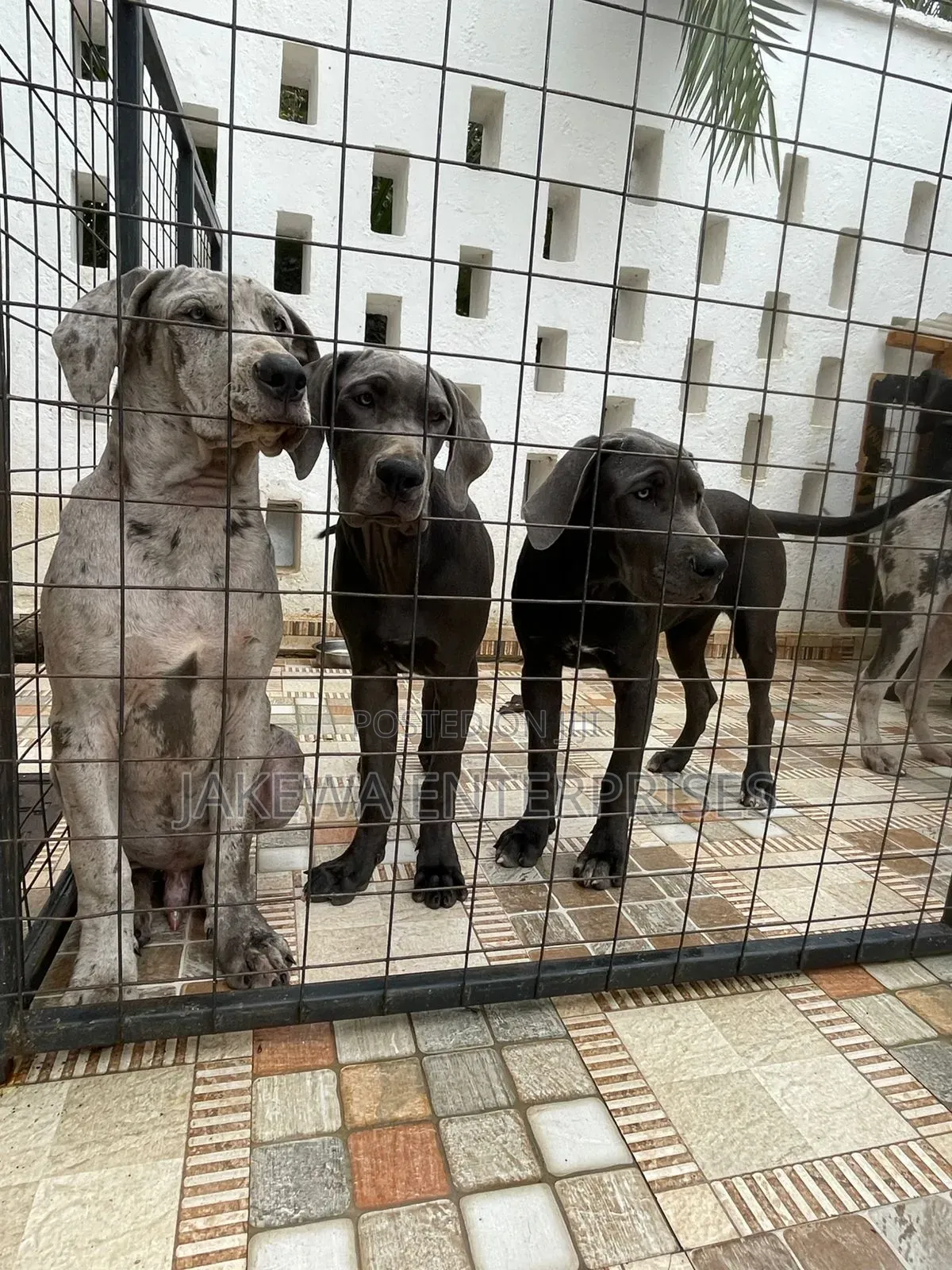 3-6 months Male Purebred Great Dane