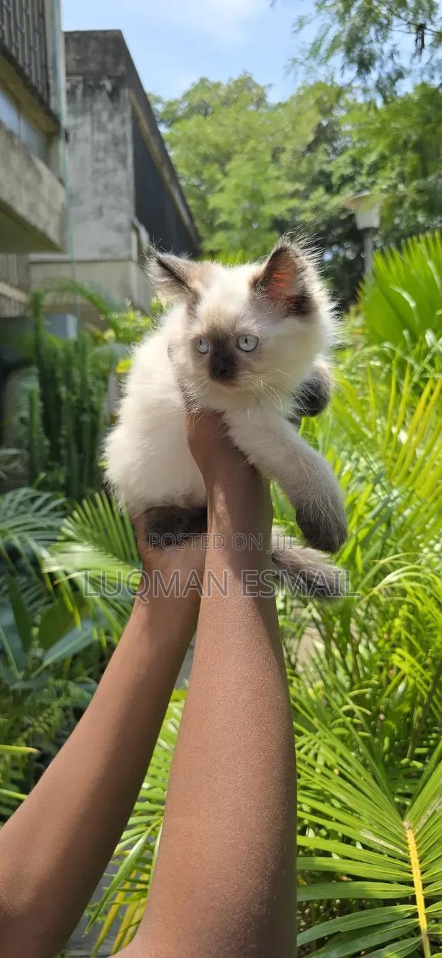 1-3 months Female Purebred Himalayan - main view